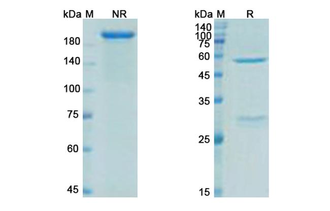 Ecromeximab Chimeric Antibody in SDS-PAGE (SDS-PAGE)