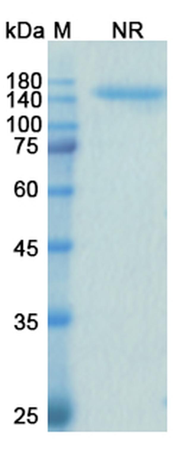 Samalizumab Humanized Antibody in SDS-PAGE (SDS-PAGE)