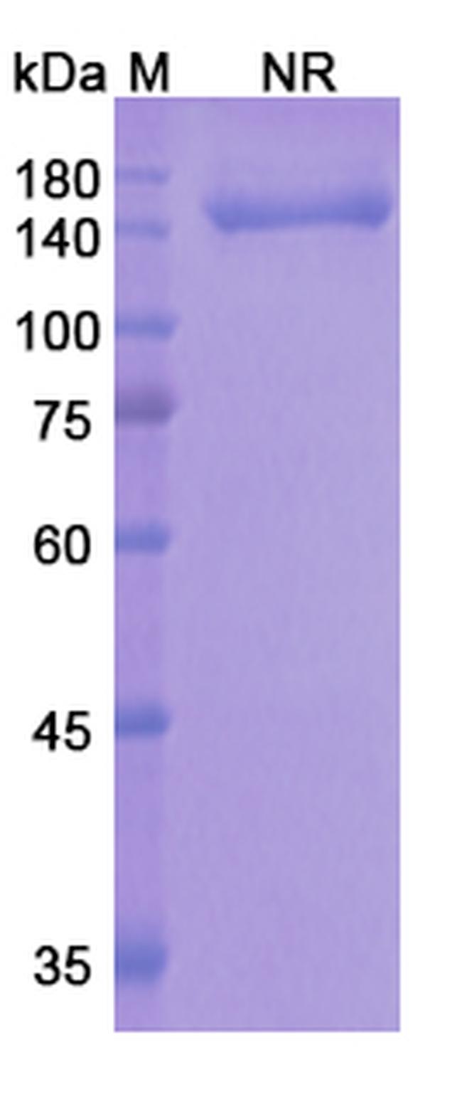 Onartuzumab Humanized Antibody in SDS-PAGE (SDS-PAGE)