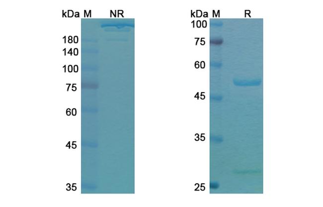 Duligotuzumab Humanized Antibody in SDS-PAGE (SDS-PAGE)