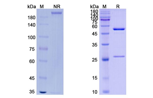 Vantictumab Antibody in SDS-PAGE (SDS-PAGE)