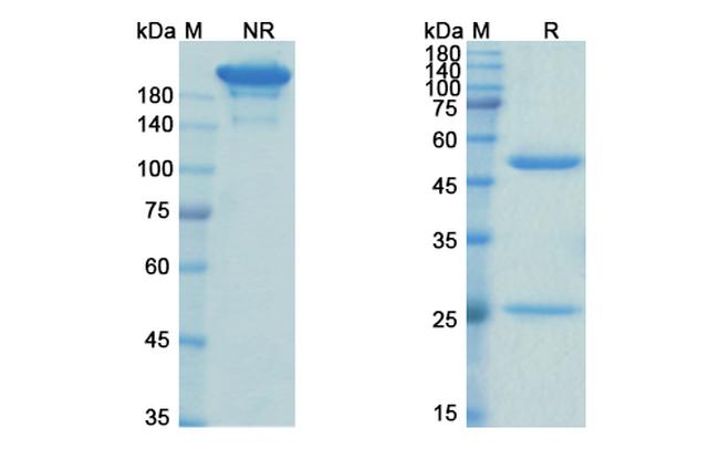 Abelacimab Antibody in SDS-PAGE (SDS-PAGE)