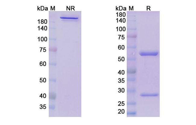 Donanemab Humanized Antibody in SDS-PAGE (SDS-PAGE)