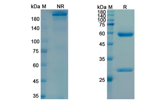 Lodapolimab Antibody in SDS-PAGE (SDS-PAGE)