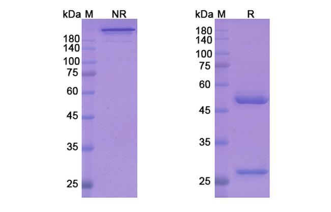 Nurulimab Antibody in SDS-PAGE (SDS-PAGE)