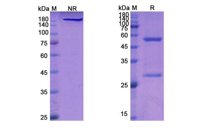 Veltuzumab Antibody in SDS-PAGE (SDS-PAGE)