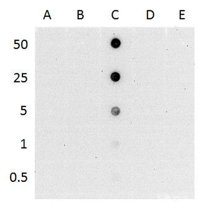 5-Hydroxymethylcytosine (5-hmC) Antibody in Dot Blot (DB)