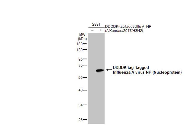 Influenza A NP Antibody in Western Blot (WB)