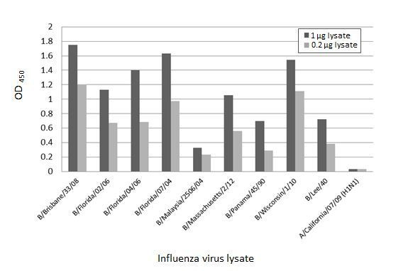 Influenza B NP Antibody in ELISA (ELISA)