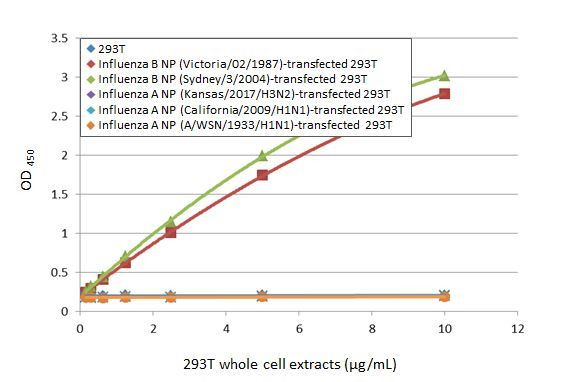 Influenza B NP Antibody in ELISA (ELISA)