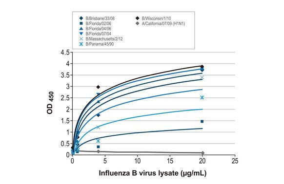 Influenza B NP Antibody in ELISA (ELISA)