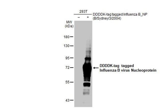 Influenza B NP Antibody in Western Blot (WB)