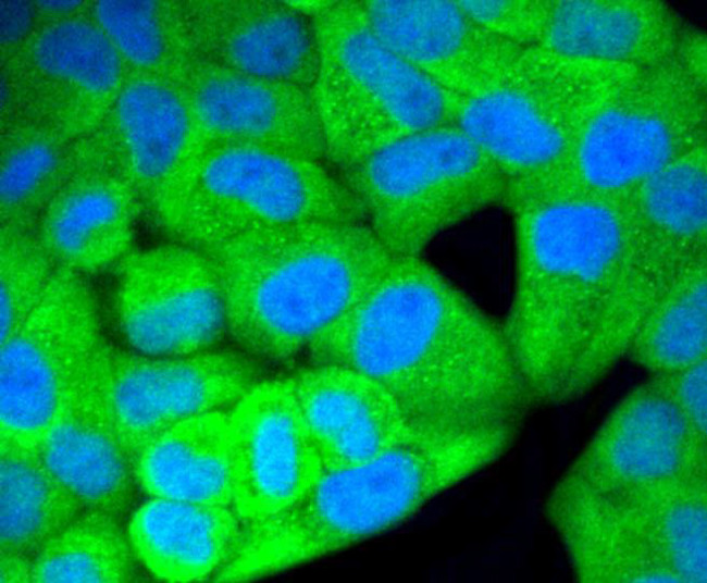 ERK1/ERK2 Antibody in Immunocytochemistry (ICC/IF)