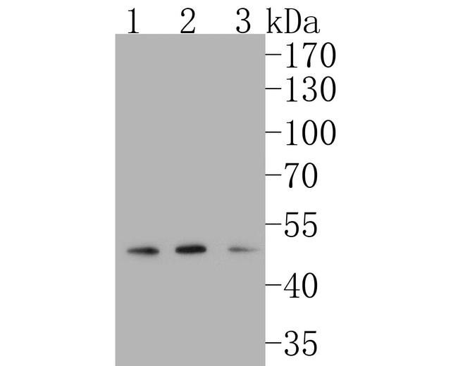 FEN1 Antibody in Western Blot (WB)