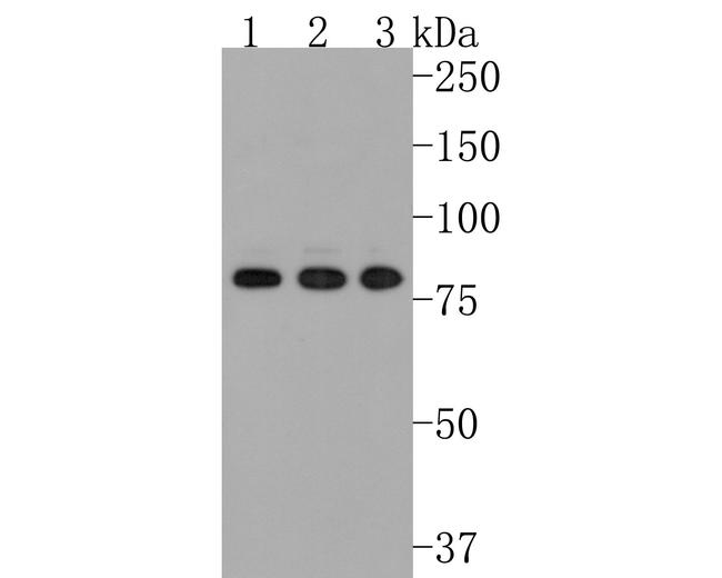 CENPB Antibody in Western Blot (WB)