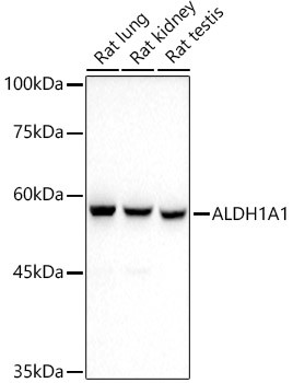 ALDH1A1 Antibody in Western Blot (WB)