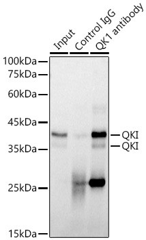 QKI Antibody in Immunoprecipitation (IP)