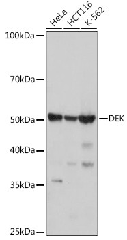 DEK Antibody in Western Blot (WB)