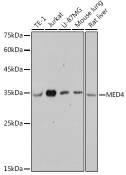 MED4 Antibody in Western Blot (WB)