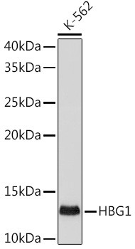 Hemoglobin gamma-1 Antibody in Western Blot (WB)