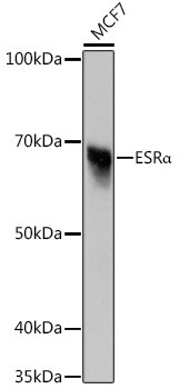 Estrogen Receptor alpha Antibody in Western Blot (WB)