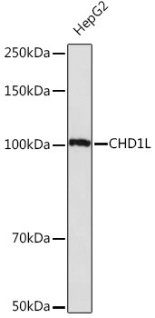 CHD1L Antibody in Western Blot (WB)