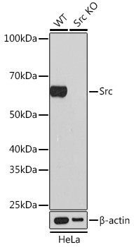 SRC Antibody in Western Blot (WB)