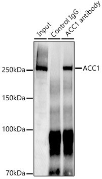 Acetyl-CoA Carboxylase Antibody in Immunoprecipitation (IP)