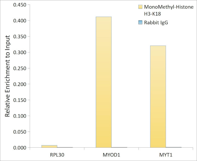 H3K18me1 Antibody in ChIP Assay (ChIP)