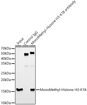 H3K18me1 Antibody in Immunoprecipitation (IP)