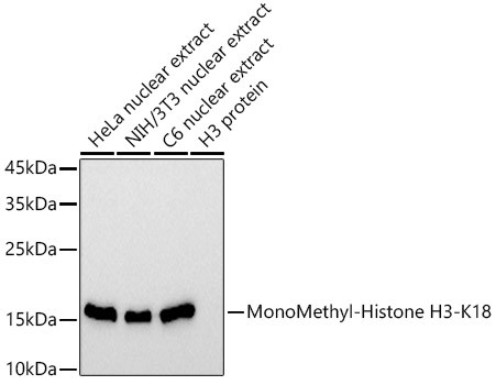 H3K18me1 Antibody in Western Blot (WB)