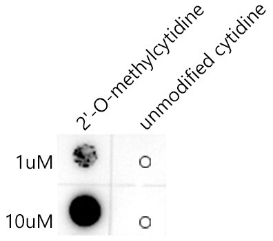 2'-O-methylcytidine Antibody in Dot Blot (DB)