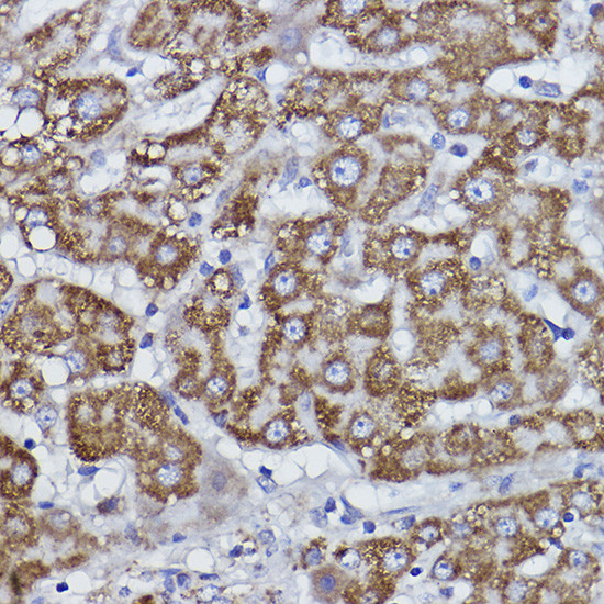 COX6B1 Antibody in Immunohistochemistry (Paraffin) (IHC (P))