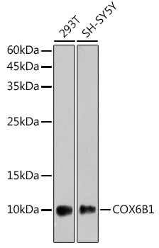 COX6B1 Antibody in Western Blot (WB)