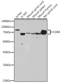 CD84 Antibody in Western Blot (WB)