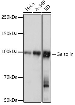 Gelsolin Antibody in Western Blot (WB)