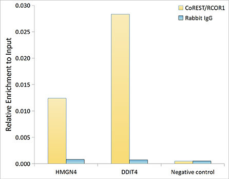 RCOR1 Antibody in ChIP Assay (ChIP)