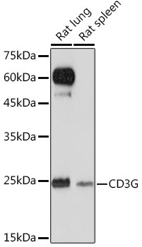 CD3g Antibody in Western Blot (WB)