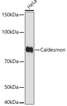 Caldesmon Antibody in Western Blot (WB)