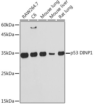 p53DINP1 Antibody in Western Blot (WB)