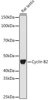 Cyclin B2 Antibody in Western Blot (WB)