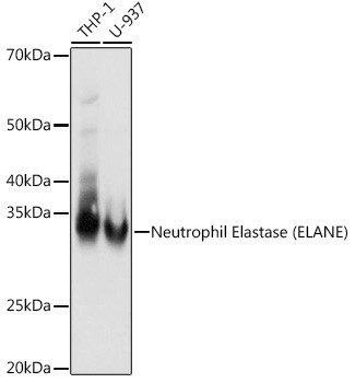 Neutrophil elastase Antibody in Western Blot (WB)