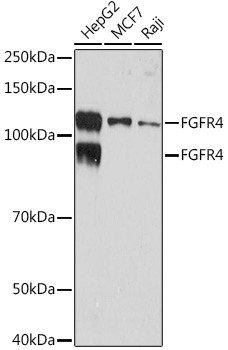 FGFR4 Antibody in Western Blot (WB)