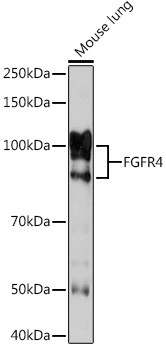 FGFR4 Antibody in Western Blot (WB)