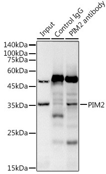 PIM2 Antibody in Immunoprecipitation (IP)