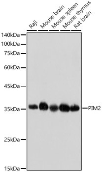 PIM2 Antibody in Western Blot (WB)