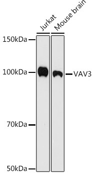 VAV3 Antibody in Western Blot (WB)