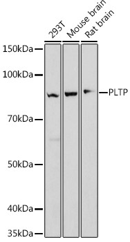 PLTP Antibody in Western Blot (WB)