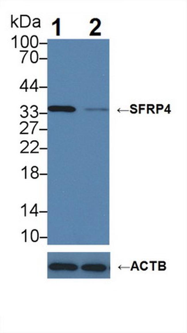SFRP4 Antibody in Western Blot (WB)