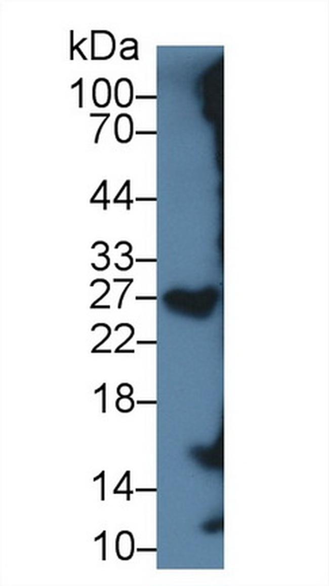 Serglycin Antibody in Western Blot (WB)